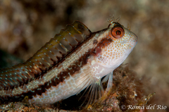 Ringneck Blenny