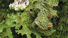 Tree Lungwort