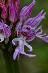 Naked-man Orchid