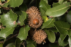 Kermes oak