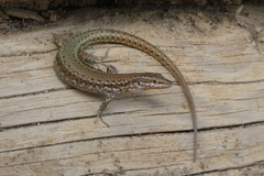 Green Iberian Wall Lizard