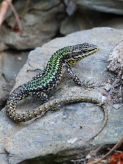 Bocage's Wall Lizard
