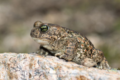 Natterjack Toad