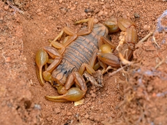 Buthus halius