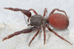 Common Palp-footed Spider