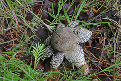 Hygroscopic Earthstar