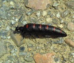 Portuguese red-striped oil beetle