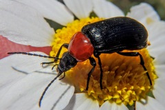 Heliotaurus ruficollis