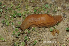 Drusia valenciennii