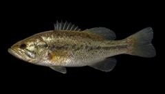 Largemouth Bass