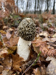 common stinkhorn