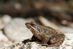 Iberian Frog