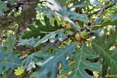 Pyrenean Oak