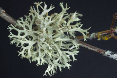 Oakmoss