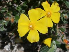Woolly Rock Rose