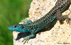 Iberian Rock Lizard