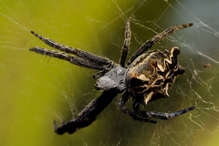 Tropical Tent-web Spider