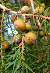 Canary Islands juniper