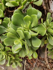 Viscid Houseleek