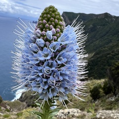 Coastal Pride of Madeira