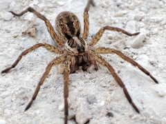 Radiated Wolf Spider