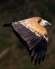 Eurasian Griffon