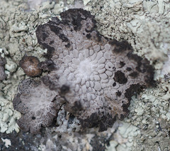 Lasallia pustulata