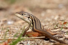 Large Psammodromus