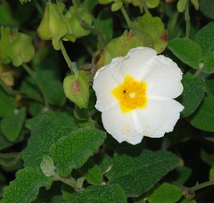 Sage-leaved Rock-rose
