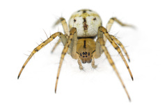 Cricket-bat Orbweaver