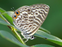 Lang's Short-tailed Blue