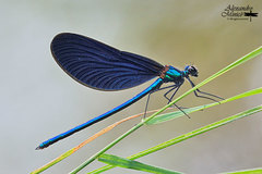 Beautiful Demoiselle