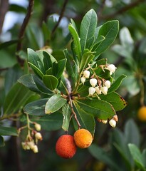 strawberry tree