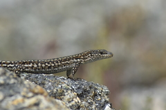 Podarcis lusitanicus