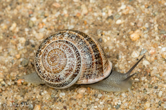 Milk Snail