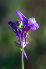 Linaria ricardoi