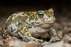 Natterjack Toad