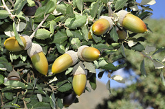 sweet acorn oak
