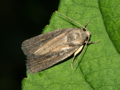 Porter's Rustic
