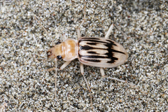 the beachcomber
