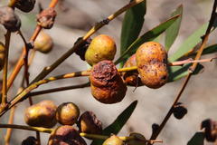 Longleaf Wattle Gall Wasp