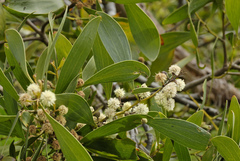 blackwood