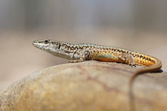 Green Iberian Wall Lizard