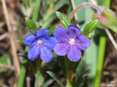 creeping gromwell