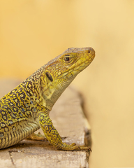 Ocellated Lizard