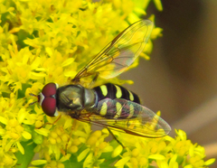 Common Loopwing Aphideater