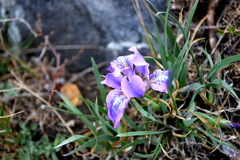 Iris tigridia