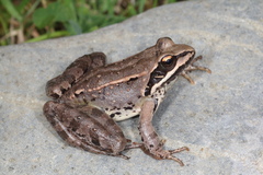 Taurus Frog