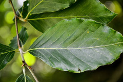 Oriental Beech