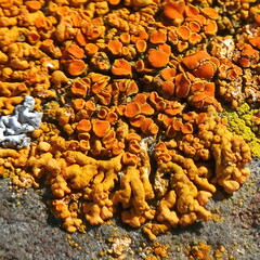 Elegant Sunburst Lichen